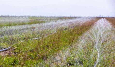 山西萬畝中藥材采用軟體集雨水窖+智能水肥一體化，增產顯著